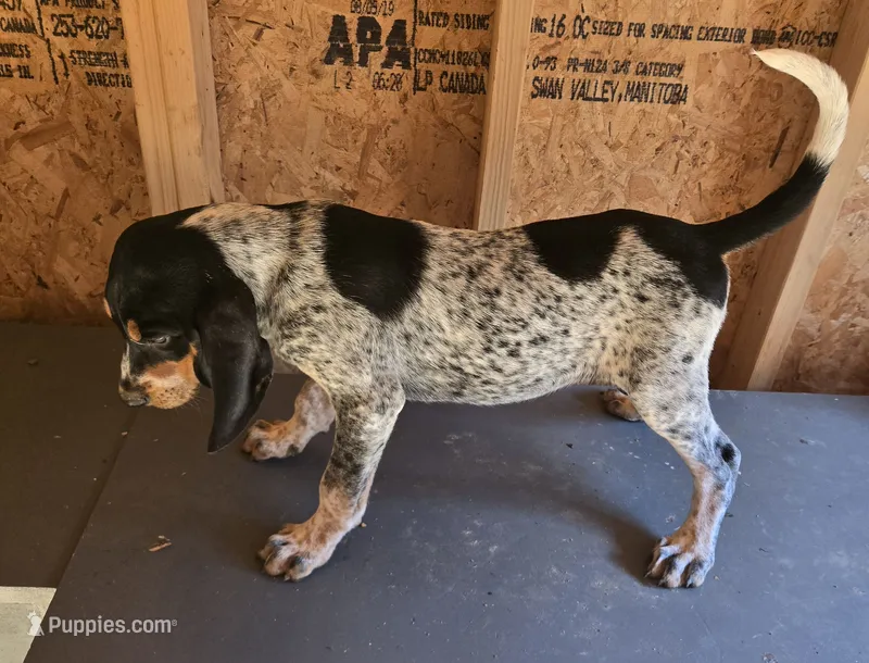 No Name #5 – Bluetick Coonhound puppy for sale in Lineville, AL