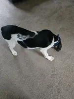 Ace, a male Bluetick Coonhound for sale in Lineville, AL – 3 of 3