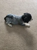 Babe, a female Bluetick Coonhound for sale in Lineville, AL – 3 of 3