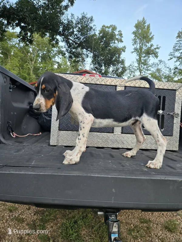 Joe – Bluetick Coonhound puppy for sale in Lineville, AL
