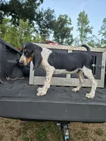 Joe, a male Bluetick Coonhound for sale in Lineville, AL – 1 of 1
