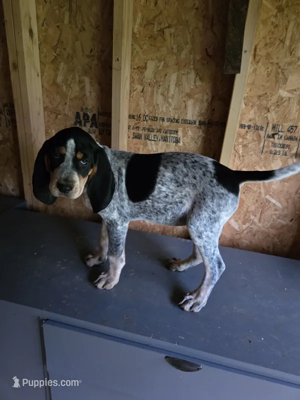 No Name #8 – Bluetick Coonhound puppy for sale in Lineville, AL