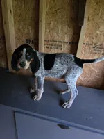 No Name #8, a female Bluetick Coonhound for sale in Lineville, AL – 1 of 1