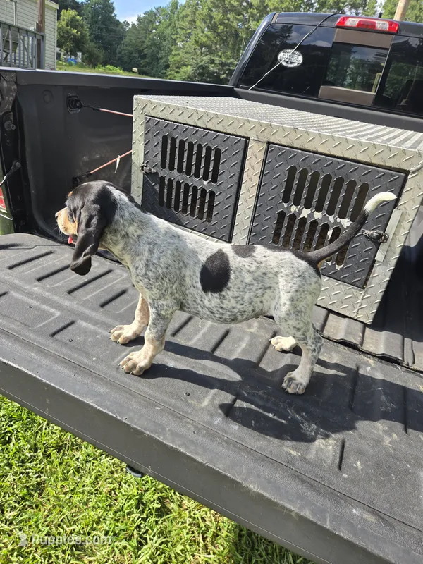 MALE #3 – Bluetick Coonhound puppy for sale in Lineville, AL
