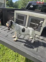 MALE #3, a male Bluetick Coonhound for sale in Lineville, AL – 1 of 1