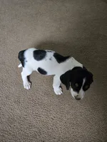 King, a male Bluetick Coonhound for sale in Lineville, AL – 3 of 3
