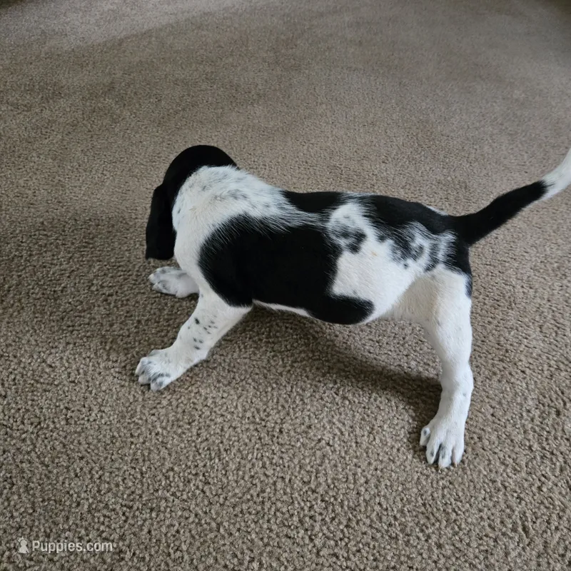 Buck – Bluetick Coonhound puppy for sale in Lineville, AL