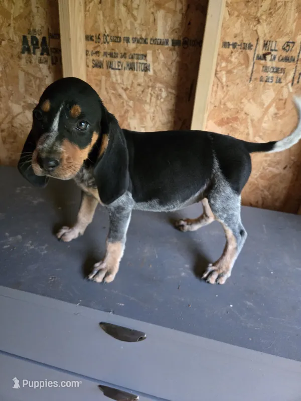 No Name #2 – Bluetick Coonhound puppy for sale in Lineville, AL