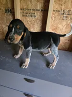 No Name #2, a female Bluetick Coonhound for sale in Lineville, AL – 1 of 1