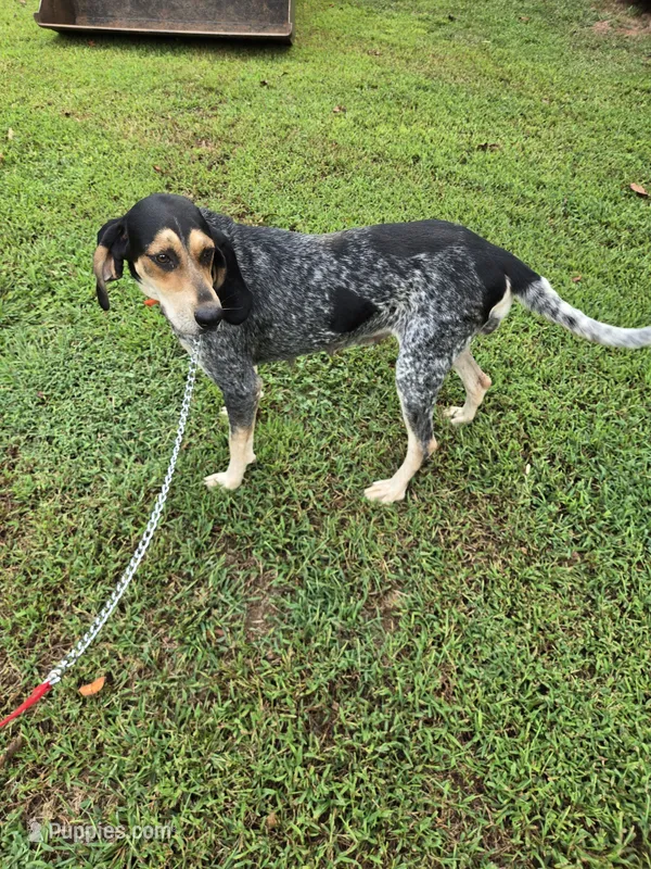 Nan – Bluetick Coonhound puppy for sale in Lineville, AL
