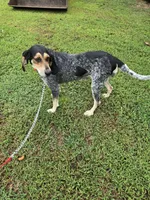 Nan, a female Bluetick Coonhound for sale in Lineville, AL – 1 of 3