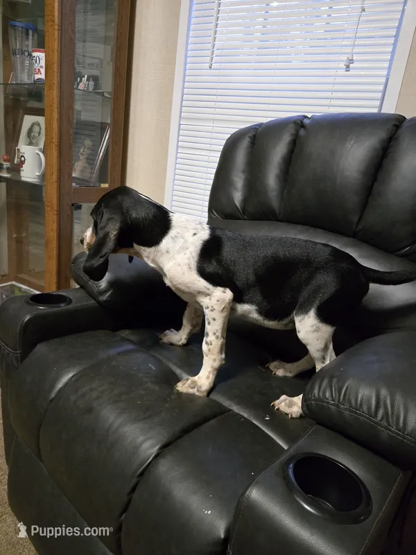 Joe – Bluetick Coonhound puppy for sale in Lineville, AL