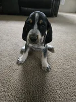 Chief, a male Bluetick Coonhound for sale in Lineville, AL – 3 of 3