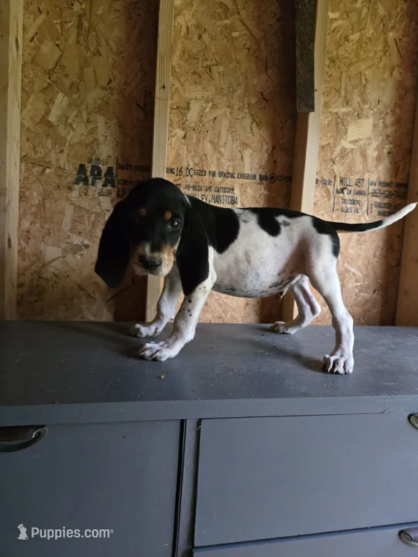 No Name #3 – Bluetick Coonhound puppy for sale in Lineville, AL