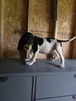 No Name #3, a male Bluetick Coonhound for sale in Lineville, AL – 1 of 1