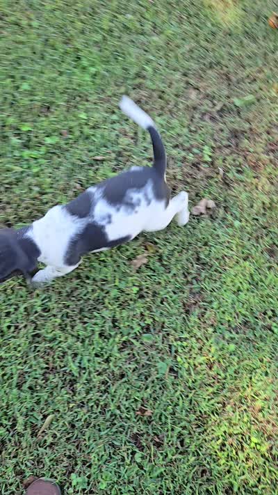 Bandit, a male Bluetick Coonhound for sale in Lineville, AL – 2 of 4