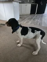 Ace, a male Bluetick Coonhound for sale in Lineville, AL – 2 of 3