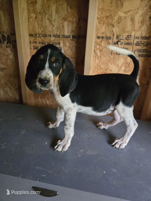 No Name #4 – Bluetick Coonhound puppy for sale in Lineville, AL