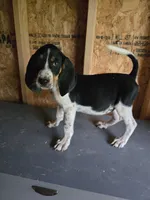 No Name #4, a male Bluetick Coonhound for sale in Lineville, AL – 1 of 1
