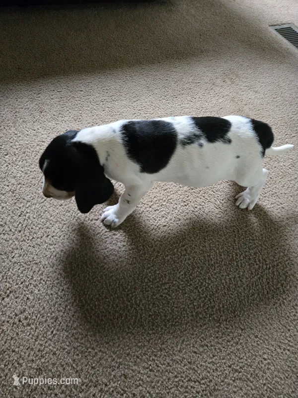 King – Bluetick Coonhound puppy for sale in Lineville, AL
