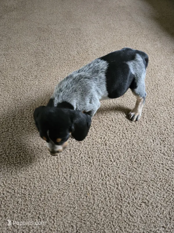 Cry Baby – Bluetick Coonhound puppy for sale in Lineville, AL
