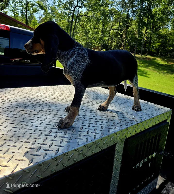 FEMALE #5 – Bluetick Coonhound puppy for sale in Lineville, AL