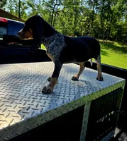 Cry Baby, a female Bluetick Coonhound for sale in Lineville, AL – 1 of 1
