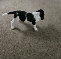 Buck, a male Bluetick Coonhound for sale in Lineville, AL – 3 of 3