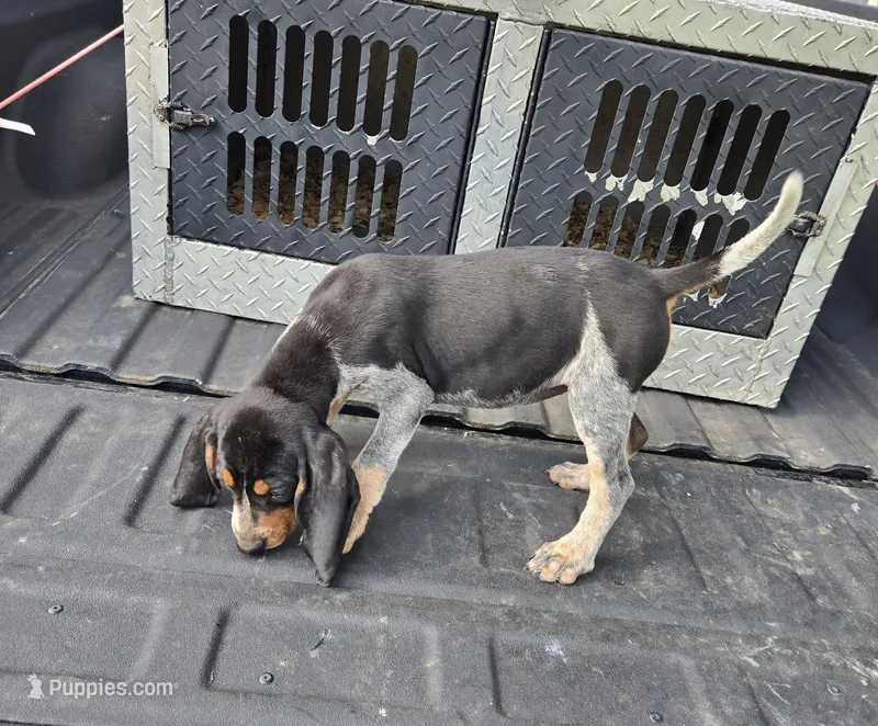 FEMALE #6 – Bluetick Coonhound puppy for sale in Lineville, AL