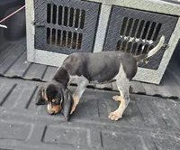 FEMALE #6, a female Bluetick Coonhound for sale in Lineville, AL – 1 of 1