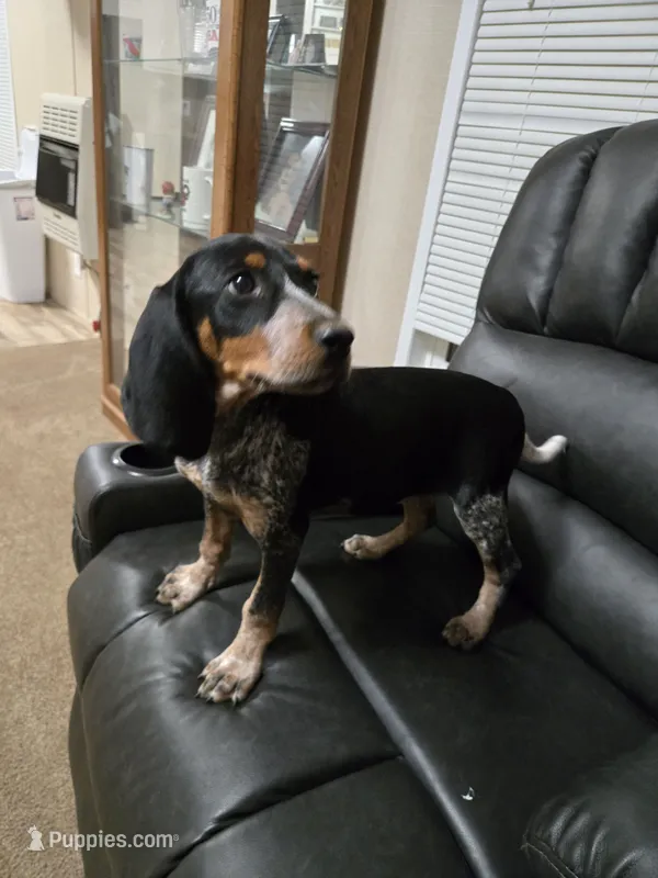 Cry Baby – Bluetick Coonhound puppy for sale in Lineville, AL