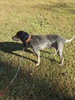 Nan, a female Bluetick Coonhound for sale in Lineville, AL – 2 of 3