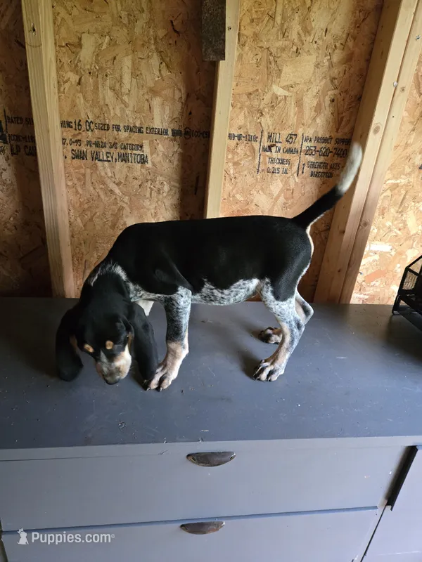 No Name #7 – Bluetick Coonhound puppy for sale in Lineville, AL