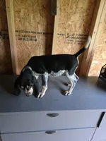 No Name #7, a male Bluetick Coonhound for sale in Lineville, AL – 1 of 1