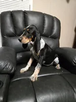 Ole Stroker Ace, a male Bluetick Coonhound for sale in Lineville, AL – 2 of 2