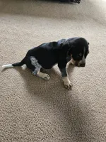 Ace, a male Bluetick Coonhound for sale in Lineville, AL – 3 of 3