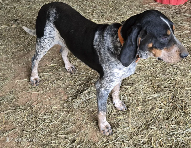 KING – Bluetick Coonhound puppy for sale in Lineville, AL