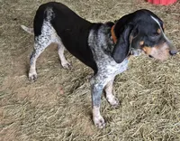 KING, a male Bluetick Coonhound for sale in Lineville, AL – 1 of 1