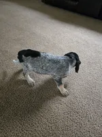 Little Ann, a female Bluetick Coonhound for sale in Lineville, AL – 2 of 3