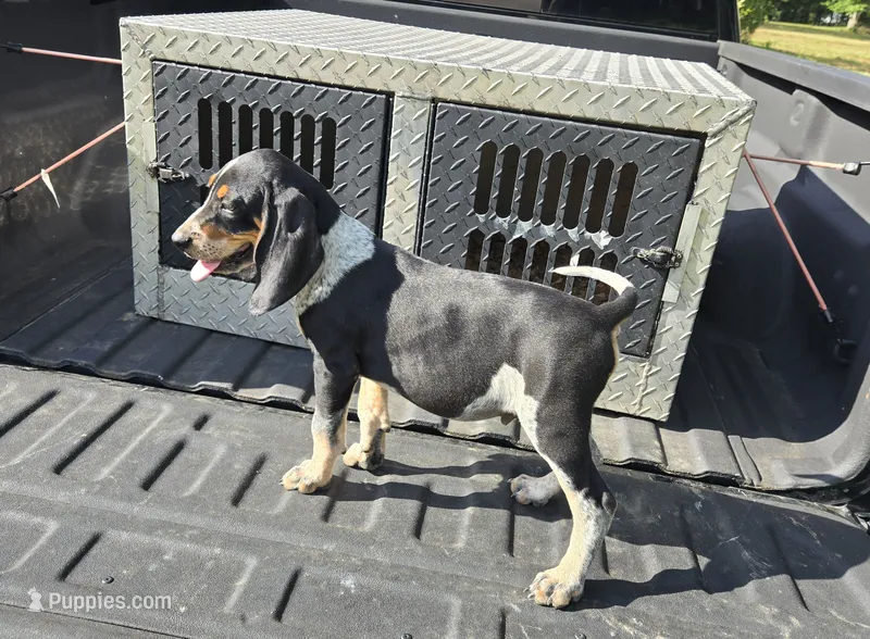 MALE #4 – Bluetick Coonhound puppy for sale in Lineville, AL