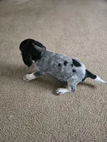 Chief, a male Bluetick Coonhound for sale in Lineville, AL – 2 of 3