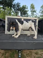 King 1, a male Bluetick Coonhound for sale in Lineville, AL – 1 of 1