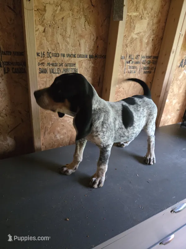 No Name #9 – Bluetick Coonhound puppy for sale in Lineville, AL