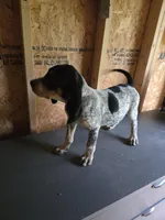 No Name #9, a male Bluetick Coonhound for sale in Lineville, AL – 1 of 1