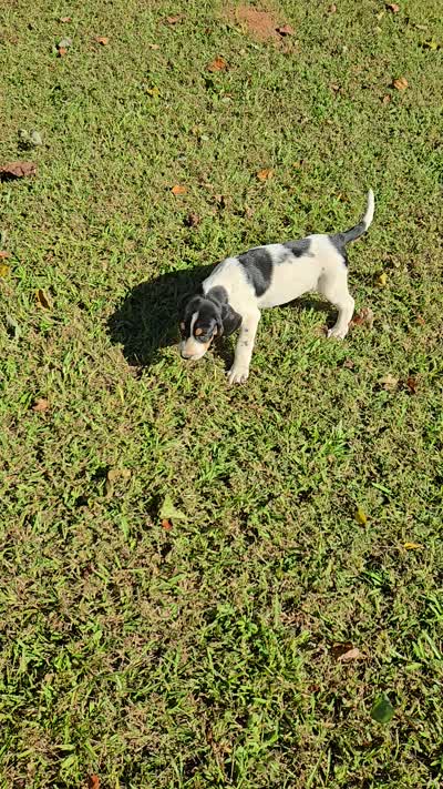 Hank, a male Bluetick Coonhound for sale in Lineville, AL – 2 of 4