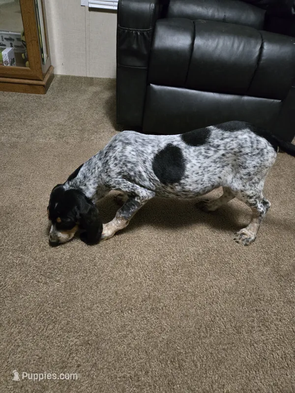 Bandit – Bluetick Coonhound puppy for sale in Lineville, AL