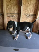 No Name #6, a male Bluetick Coonhound for sale in Lineville, AL – 1 of 1