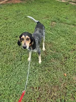 Nan, a female Bluetick Coonhound for sale in Lineville, AL – 2 of 3