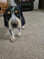 Little Ann, a female Bluetick Coonhound for sale in Lineville, AL – 3 of 3