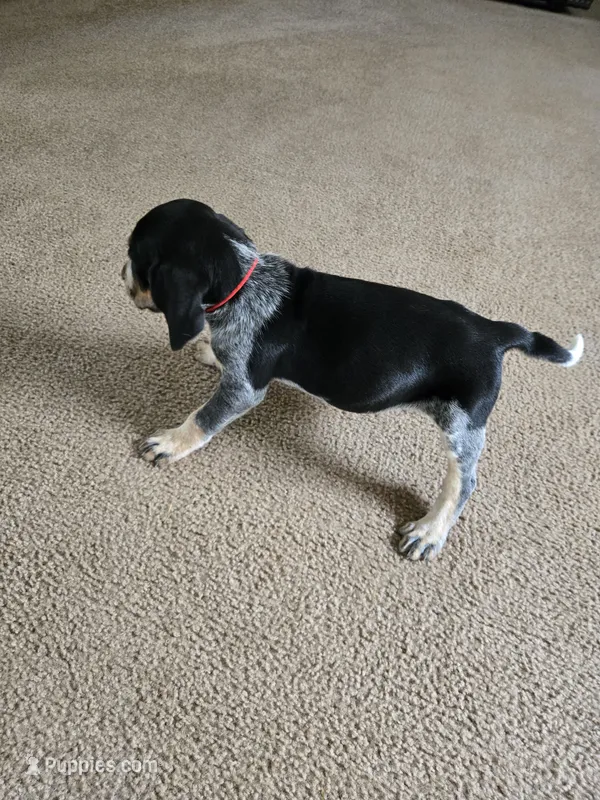 Ace – Bluetick Coonhound puppy for sale in Lineville, AL